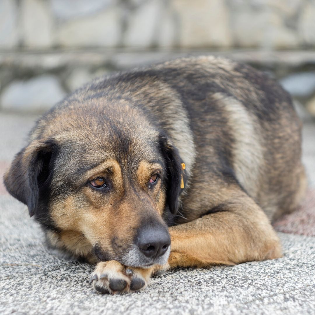 The Indian Paraiah Dog